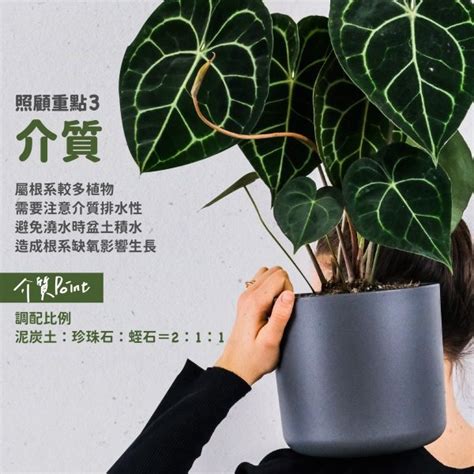 圓葉花燭風水|【懶人植物】圓葉花燭照顧3大重點：掌握日照、水分。